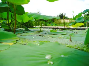 Fruit & Spice Park