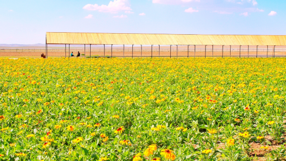 Xilamuren Grassland Flower Sea Ranch