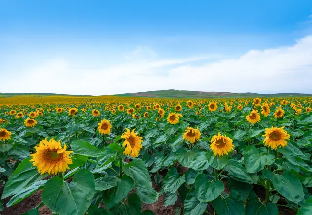 Sunflower Viewing in Ulanqab