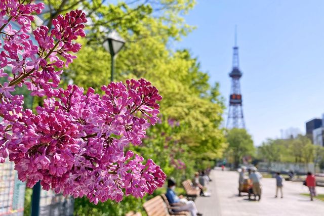 Sapporo Lilac Festival | Sapporo
