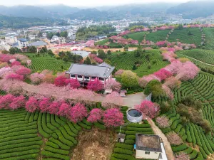 Yongfu Cherry Blossom Park