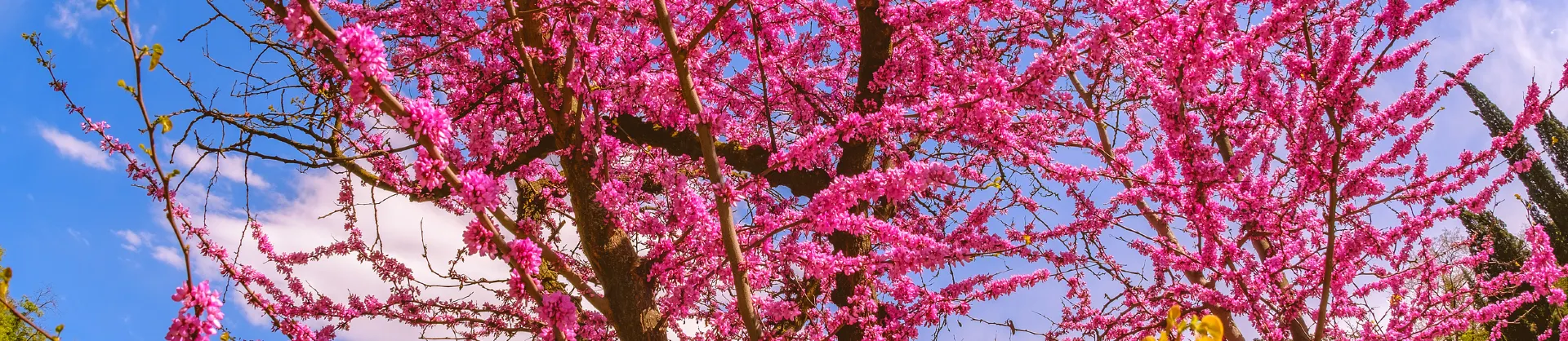 Spring Outings