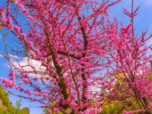 Dạo thưởng hoa Phổ Biến Tại Tbilisi