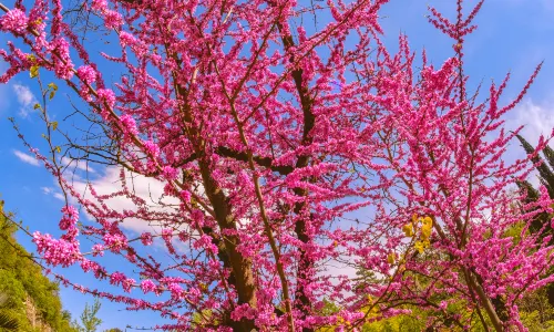 National Botanical Garden