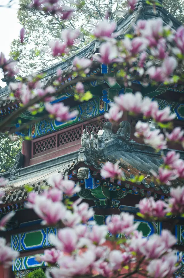 Admire Magnolias in Sichuan