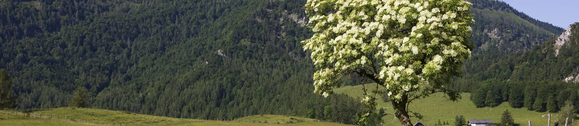 Blumenschau Attraktionen