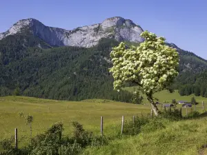 Schafbergspitze