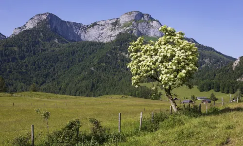 Schafberg