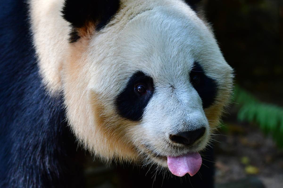 深圳野生動物園