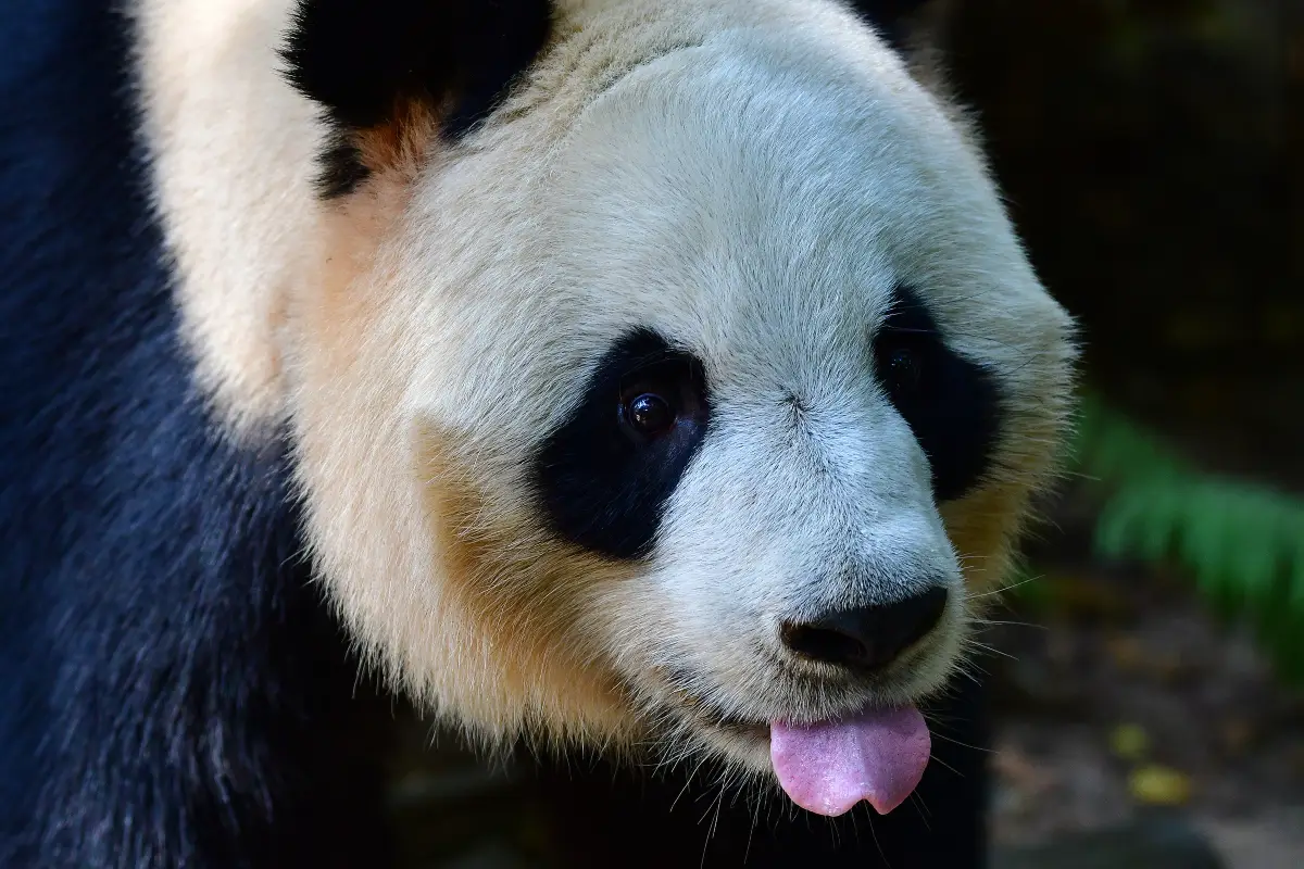 Shenzhen Safari Park