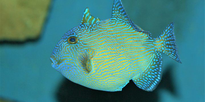 フルガダ・グランド水族館