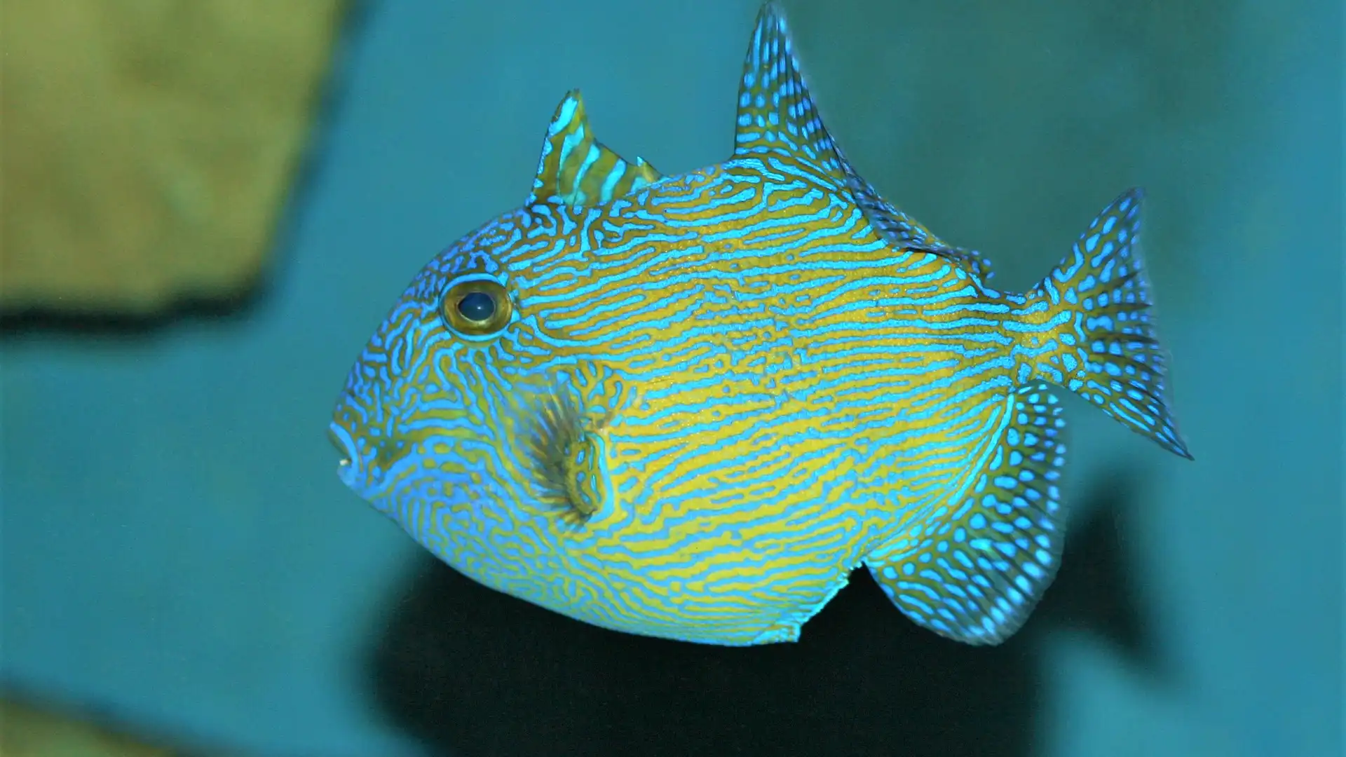鄰近古爾代蓋水族館的酒店