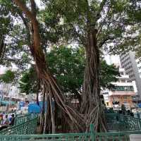 油麻地榕樹頭天后廟書院
