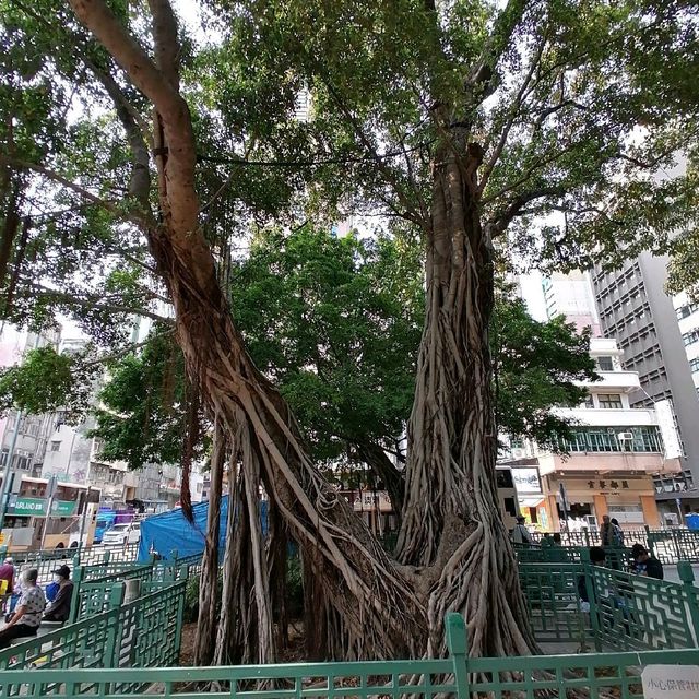 油麻地榕樹頭天后廟書院