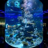 S.E.A Aquarium (>100,000 marine animals)