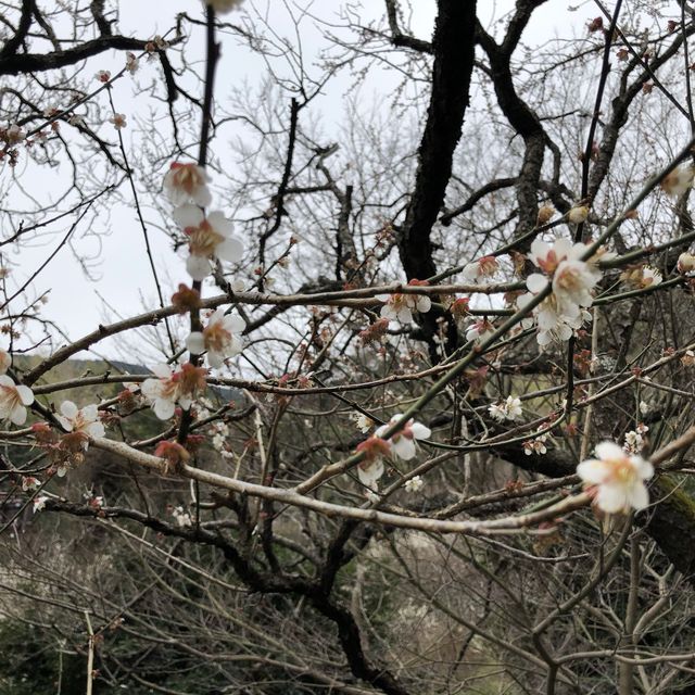 梅花熱海