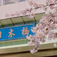 日本橋の見事な桜