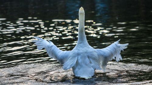 Swan Lake