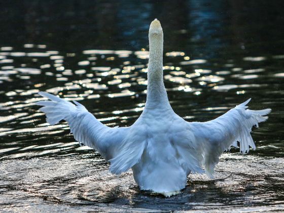 Swan Lake