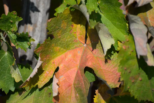 Отзывы об отеле Appart-Hôtel Mer & Golf City Bordeaux Lac