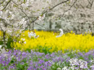 桐渓景観地