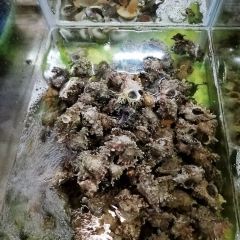 挑螺吧 여행 사진
