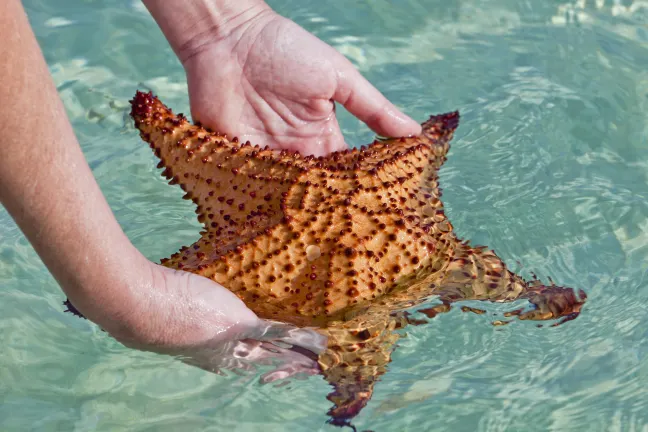 Авиабилеты Остров Большой Кайман Фарго