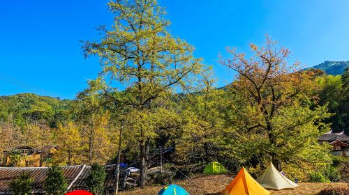 Longmen Field Ancient Ginkgo