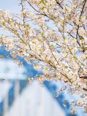 Riverside Sakura Runway