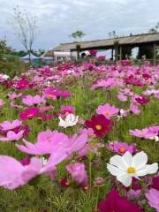 漫花田野