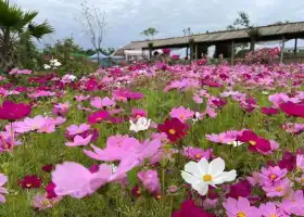 漫花田野