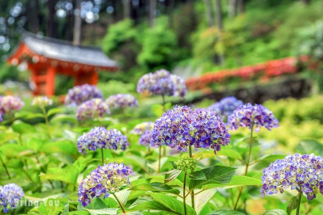 三室戸寺あじさい園 | Uji
