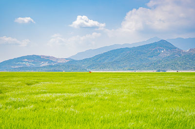 Poyang Lake Grass Sea