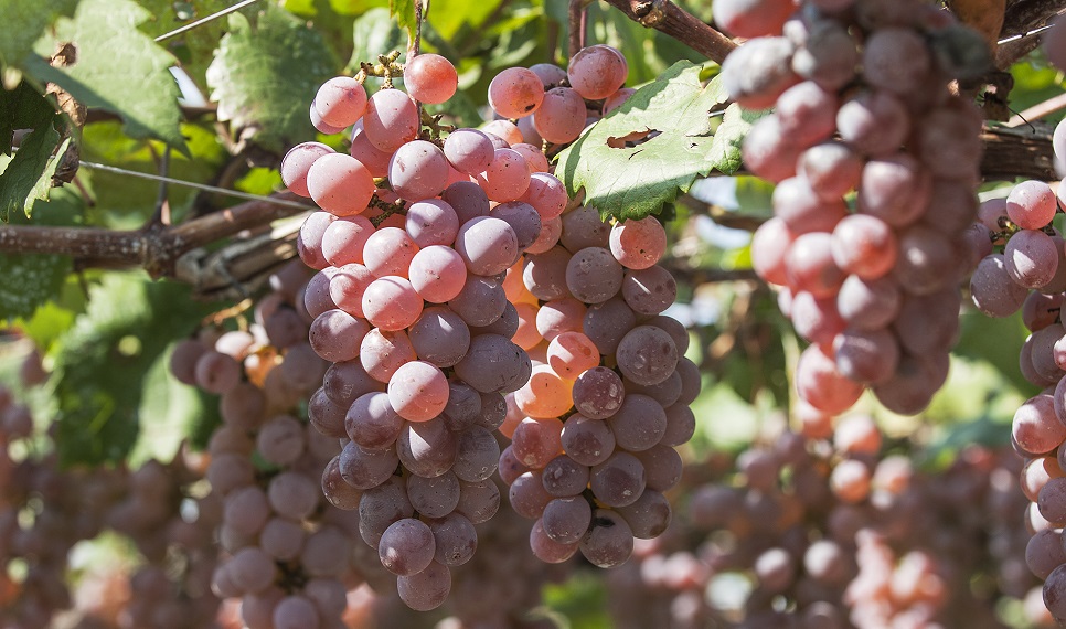 Koshu City Katsunuma Grape Festival | Koshu