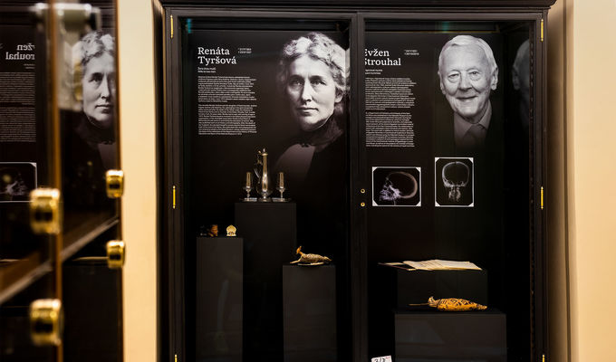 Museum From the Cellar to the Attic | National museum-Praha