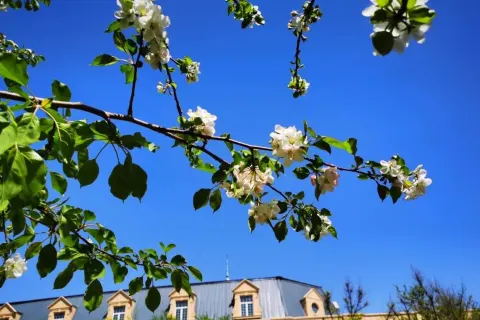 Chateau Changyu Baron Balboa
