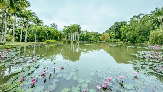 สวนพฤกษศาสตร์เขตร้อนสิบสองปันนาสถาบันวิทยาศาสตร์จีน-โวนเที่ยวชมฝั่งตะวันออก