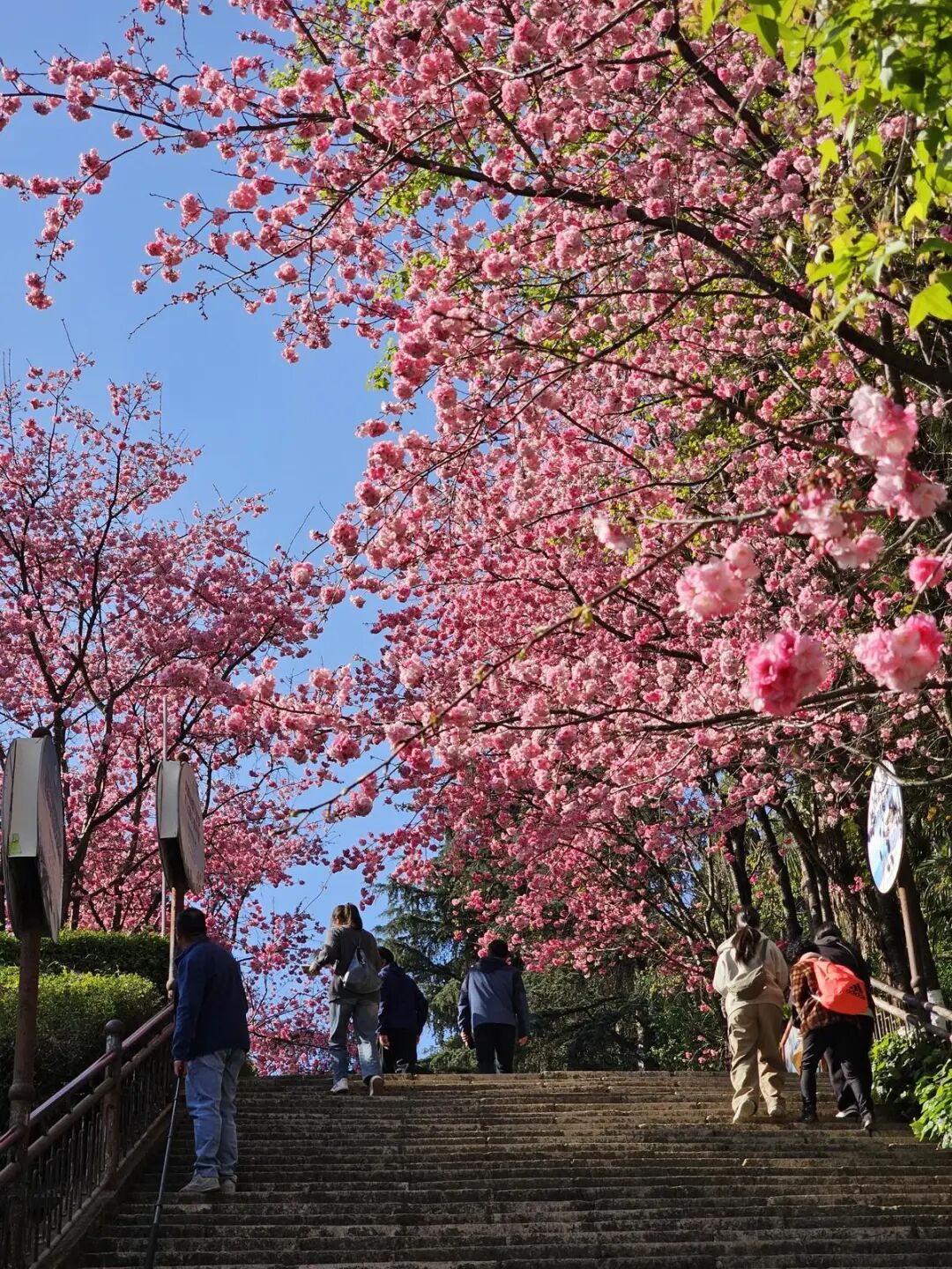 昆明動物園櫻花節 | 昆明