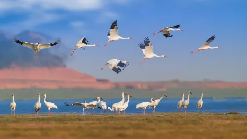 Poyang Lake attraction in Jiujiang