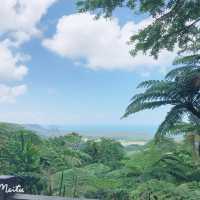 Daintree Rainforest 