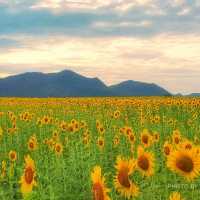 ทุ่งทานตะวัน​บานอลังการ