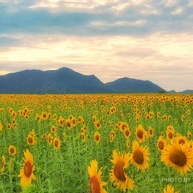 ทุ่งทานตะวัน​บานอลังการ