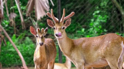 海南熱帶野生動植物園