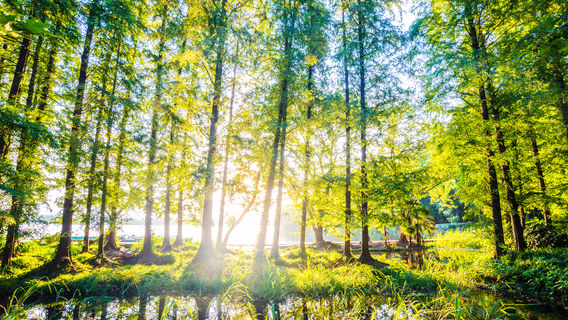The Luyang Lake Wetlands Park