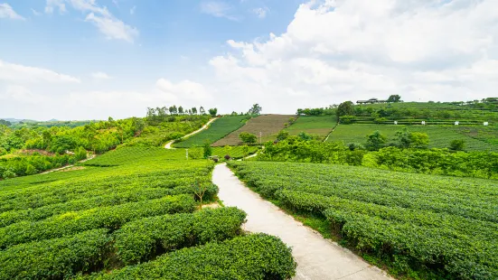 Wangu Tea Garden, Damingshan Mountain