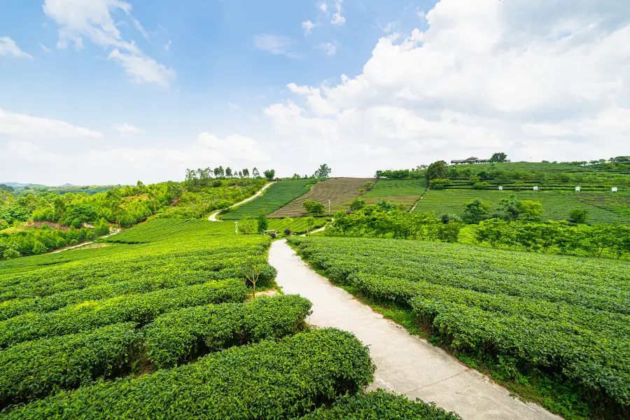 Wangu Tea Garden, Damingshan Mountain