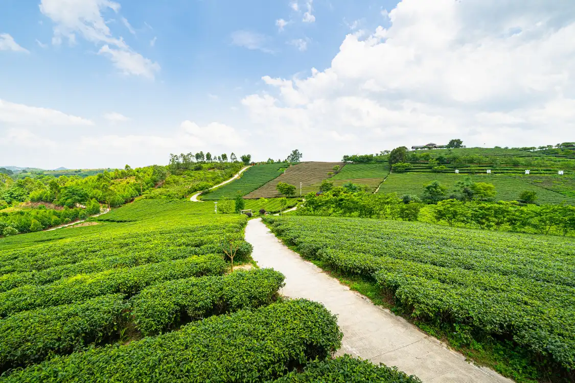 Hotels near Wangu Tea Garden, Damingshan Mountain
