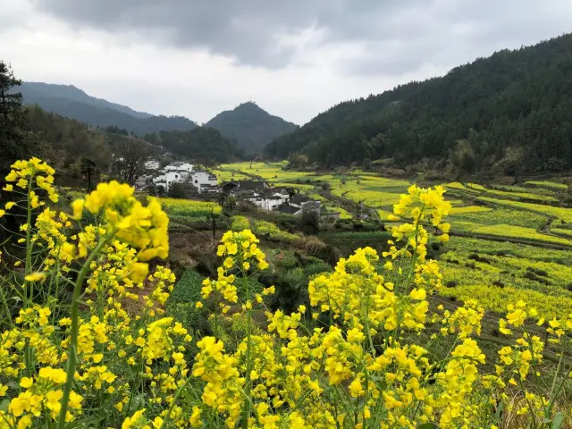 Rapeseed Flowers Viewing in Wuyuan