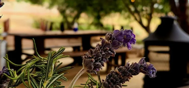 Sierra Blanca Asador Campestre