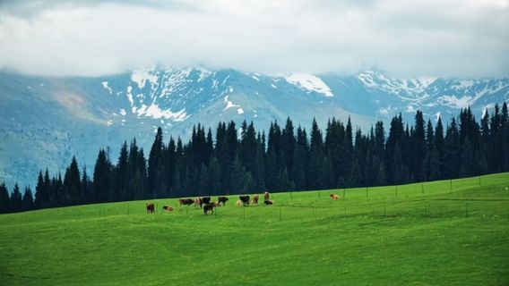 Sekyun Cloud Grassland